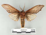 中文名:高椋垠舟蛾(2505-517)學名:Acmeshachia gigantea (Elwes, 1890)(2505-517)中文別名:話筒舟蛾