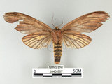 中文名:高椋垠舟蛾(3940-887)學名:Acmeshachia gigantea (Elwes, 1890)(3940-887)中文別名:話筒舟蛾
