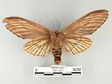 中文名:高椋垠舟蛾(751-127)學名:Acmeshachia gigantea (Elwes, 1890)(751-127)中文別名:話筒舟蛾