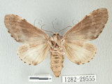中文名:埔里紛舟蛾(1282-29555)學名:Fentonia ocypete (Bremer, 1861)(1282-29555)中文別名:鋸紛舟蛾