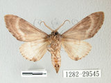 中文名:埔里紛舟蛾(1282-39545)學名:Fentonia ocypete (Bremer, 1861)(1282-39545)中文別名:鋸紛舟蛾