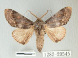 中文名:埔里紛舟蛾(1282-39545)學名:Fentonia ocypete (Bremer, 1861)(1282-39545)中文別名:鋸紛舟蛾