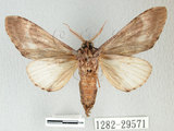 中文名:埔里紛舟蛾(1282-39571)學名:Fentonia ocypete (Bremer, 1861)(1282-39571)中文別名:鋸紛舟蛾