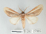 中文名:漣紛舟蛾(1282-27905)學名:Fentonia parabolica (Matsumura, 1925)(1282-27905)中文別名:白棒紛舟蛾
