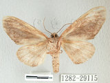 中文名:漣紛舟蛾(1282-29115)學名:Fentonia parabolica (Matsumura, 1925)(1282-29115)中文別名:白棒紛舟蛾