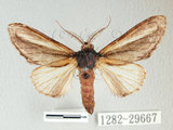 中文名:漣紛舟蛾(1282-29667)學名:Fentonia parabolica (Matsumura, 1925)(1282-29667)中文別名:白棒紛舟蛾