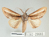 中文名:漣紛舟蛾(1282-29683)學名:Fentonia parabolica (Matsumura, 1925)(1282-29683)中文別名:白棒紛舟蛾