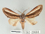 中文名:漣紛舟蛾(1282-29684)學名:Fentonia parabolica (Matsumura, 1925)(1282-29684)中文別名:白棒紛舟蛾