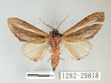 中文名:漣紛舟蛾(1282-29818)學名:Fentonia parabolica (Matsumura, 1925)(1282-29818)中文別名:白棒紛舟蛾