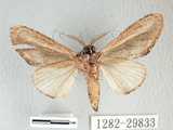中文名:漣紛舟蛾(1282-29833)學名:Fentonia parabolica (Matsumura, 1925)(1282-29833)中文別名:白棒紛舟蛾