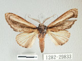中文名:漣紛舟蛾(1282-29833)學名:Fentonia parabolica (Matsumura, 1925)(1282-29833)中文別名:白棒紛舟蛾