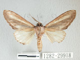 中文名:漣紛舟蛾(1282-29918)學名:Fentonia parabolica (Matsumura, 1925)(1282-29918)中文別名:白棒紛舟蛾