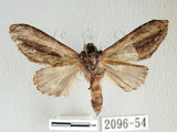 中文名:漣紛舟蛾(2096-54)學名:Fentonia parabolica (Matsumura, 1925)(2096-54)中文別名:白棒紛舟蛾