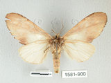 中文名:銀紋舟蛾(1581-900)學名:Ginshachia elongata Matsumura, 1929(1581-900)中文別名:大金斑舟蛾