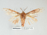 中文名:銀紋舟蛾(2237-63)學名:Ginshachia elongata Matsumura, 1929(2237-63)中文別名:大金斑舟蛾
