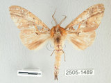 中文名:銀紋舟蛾(2505-1489)學名:Ginshachia elongata Matsumura, 1929(2505-1489)中文別名:大金斑舟蛾