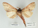 中文名:銀紋舟蛾(2692-378)學名:Ginshachia elongata Matsumura, 1929(2692-378)中文別名:大金斑舟蛾