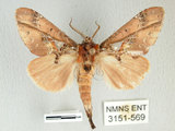 中文名:銀紋舟蛾(3151-569)學名:Ginshachia elongata Matsumura, 1929(3151-569)中文別名:大金斑舟蛾