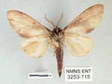 中文名:銀紋舟蛾(3253-115)學名:Ginshachia elongata Matsumura, 1929(3253-115)中文別名:大金斑舟蛾