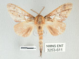 中文名:銀紋舟蛾(3253-611)學名:Ginshachia elongata Matsumura, 1929(3253-611)中文別名:大金斑舟蛾