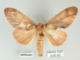 中文名:銀紋舟蛾(438-95)學名:Ginshachia elongata Matsumura, 1929(438-95)中文別名:大金斑舟蛾