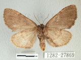 中文名:霧社冠齒舟蛾(1282-27869)學名:Lophontosia fusca Okano, 1960(1282-27869)中文別名:後角斑舟蛾