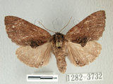 中文名:霧社冠齒舟蛾(1282-3732)學名:Lophontosia fusca Okano, 1960(1282-3732)中文別名:後角斑舟蛾