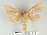 中文名:間掌舟蛾(1282-27919)學名:Mesophalera sigmata (Bulter, 1877)(1282-27919)中文別名:下黑舟蛾