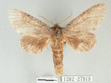 中文名:間掌舟蛾(1282-27919)學名:Mesophalera sigmata (Bulter, 1877)(1282-27919)中文別名:下黑舟蛾