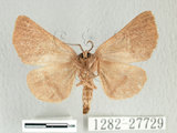 中文名:眉原小舟蛾(1282-27729)學名:Micromelalopha baibarana baibarana Matsumura, 1929(1282-27729)中文別名:白線紋小舟蛾