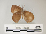 中文名:日本紫灰蝶(紫小灰蝶)(1282-18534)學名:Arhopala japonica(Murray)(1282-18534)