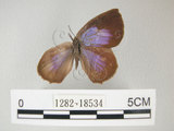 中文名:日本紫灰蝶(紫小灰蝶)(1282-18534)學名:Arhopala japonica(Murray)(1282-18534)