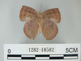 中文名:日本紫灰蝶(紫小灰蝶)(1282-18582)學名:Arhopala japonica(Murray)(1282-18582)