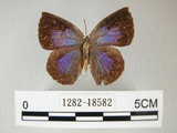 中文名:日本紫灰蝶(紫小灰蝶)(1282-18582)學名:Arhopala japonica(Murray)(1282-18582)