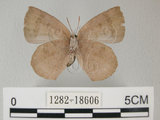 中文名:日本紫灰蝶(紫小灰蝶)(1282-18606)學名:Arhopala japonica(Murray)(1282-18606)