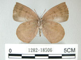 中文名:日本紫灰蝶(紫小灰蝶)(1282-18506)學名:Arhopala japonica(Murray)(1282-18506)
