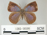 中文名:日本紫灰蝶(紫小灰蝶)(1282-18506)學名:Arhopala japonica(Murray)(1282-18506)