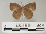 中文名:日本紫灰蝶(紫小灰蝶)(1282-18649)學名:Arhopala japonica(Murray)(1282-18649)