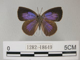 中文名:日本紫灰蝶(紫小灰蝶)(1282-18649)學名:Arhopala japonica(Murray)(1282-18649)