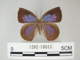 中文名:日本紫灰蝶(紫小灰蝶)(1282-18613)學名:Arhopala japonica(Murray)(1282-18613)