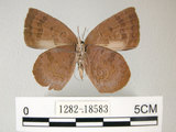中文名:日本紫灰蝶(紫小灰蝶)(1282-18583)學名:Arhopala japonica(Murray)(1282-18583)