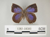 中文名:日本紫灰蝶(紫小灰蝶)(1282-18583)學名:Arhopala japonica(Murray)(1282-18583)