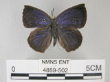 中文名:日本紫灰蝶(紫小灰蝶)(4889-502)學名:Arhopala japonica(Murray)(4889-502)