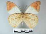 中文名:端紅蝶(1282-18484)學名: i Hebomoia glaucippe formosana /i  Fruhstorfer, 1908(1282-18484)
