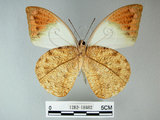 中文名:端紅蝶(1282-18682)學名: i Hebomoia glaucippe formosana /i  Fruhstorfer, 1908(1282-18682)