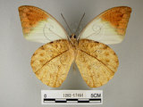 中文名:端紅蝶(1282-17464)學名: i Hebomoia glaucippe formosana /i  Fruhstorfer, 1908(1282-17464)