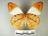 中文名:端紅蝶(1282-18808)學名: i Hebomoia glaucippe formosana /i  Fruhstorfer, 1908(1282-18808)