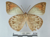 中文名:端紅蝶(1282-18853)學名: i Hebomoia glaucippe formosana /i  Fruhstorfer, 1908(1282-18853)