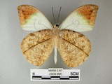 中文名:端紅蝶(2909-896)學名: i Hebomoia glaucippe formosana /i  Fruhstorfer, 1908(2909-896)