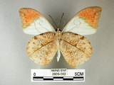 中文名:端紅蝶(2909-392)學名: i Hebomoia glaucippe formosana /i  Fruhstorfer, 1908(2909-392)